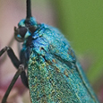 Adscita sp.